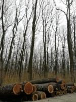 Nussbaum - Rundholz