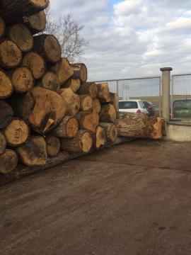 Eiche Furnierrundholz |  Hartholz | Rundholz | D&C SNEGL
