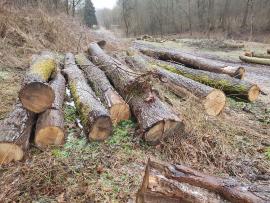 Eiche Sägerundholz | Hartholz | Rundholz | Bartoš Gašpar - Biofire