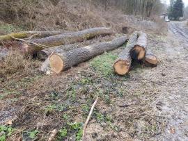 Eiche Sägerundholz | Hartholz | Rundholz | Bartoš Gašpar - Biofire