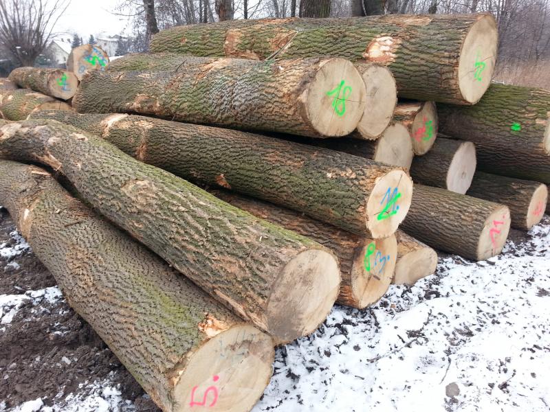 See log. Кругляк 3 сорта. Ясень кругляк. Ясень бревно. Лес кругляк ясень.
