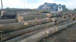 Jasen Trupci za pilanje |  Tvrdo drvo | Trupci / balvani | TRANS-WOOD