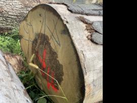 Buche Furnierrundholz