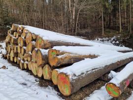 Tanne Sägerundholz |  Weichholz | Rundholz | ALBA Forrest s.r.o.